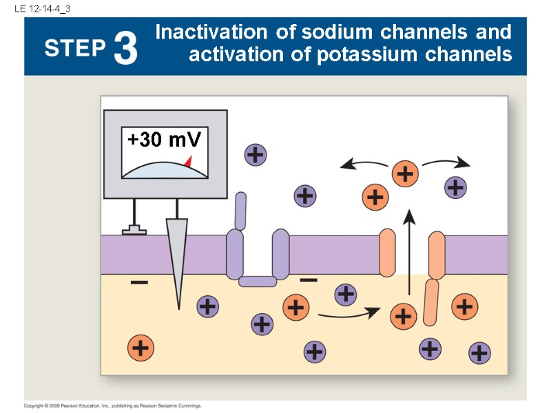 LE 12-14-4_3 +30 mV Inactivation of sodium channels and activation of potassium channels